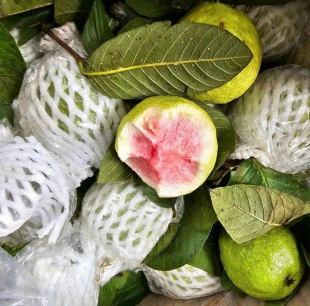 ổi trân châu ruột đỏ