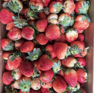 Dâu tây Đà Lạt