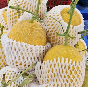 Dưa lưới huỳnh long