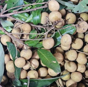 nhãn bắc cơm dày