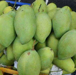 Xoài cát hoà lộc 