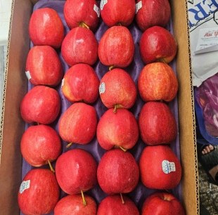 táo gala size lớn