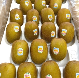 kiwi vàng new zealand