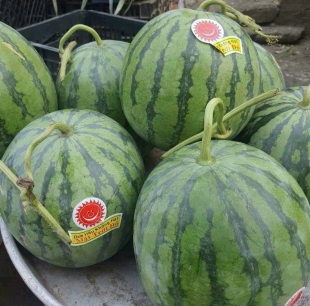 Dưa hấu không hạt